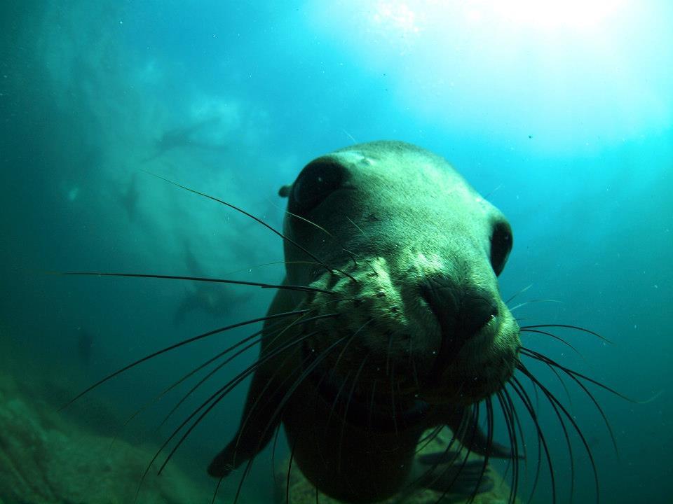 Swim with Sealions in Mexico