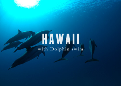 Dolphine swim in Big island 2014