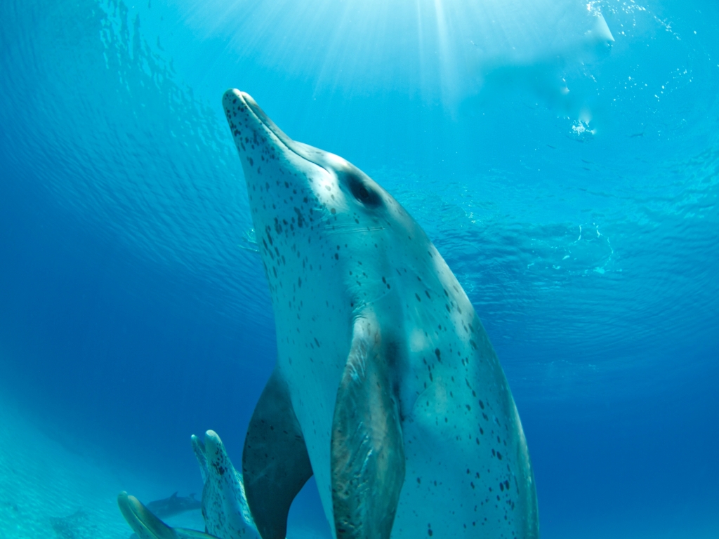 Dolphin Swim in the Bahamas 2019 開催決定！