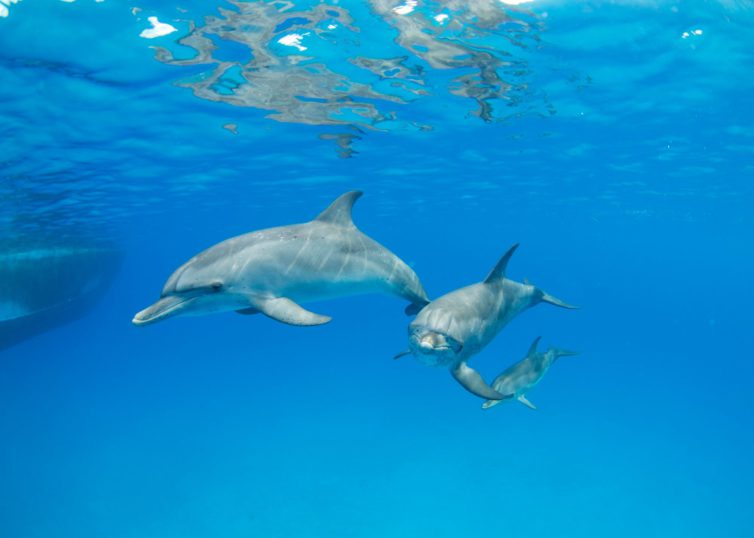 Dolphin Swim in the Bahamas